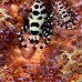 shrimp_coleman_bhr_tam_v_0397_bal6260.jpg